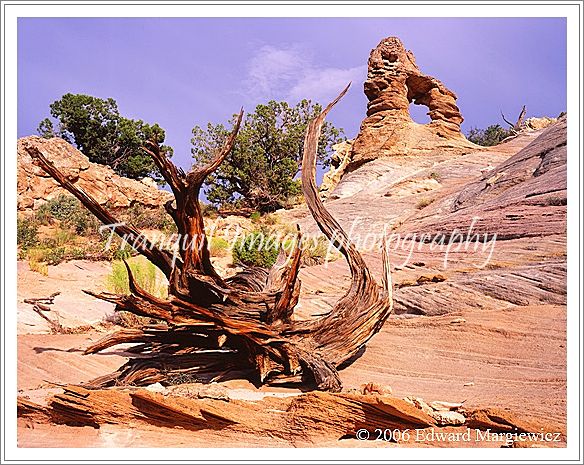 450352   Vermillion Cliffs wilderness area 